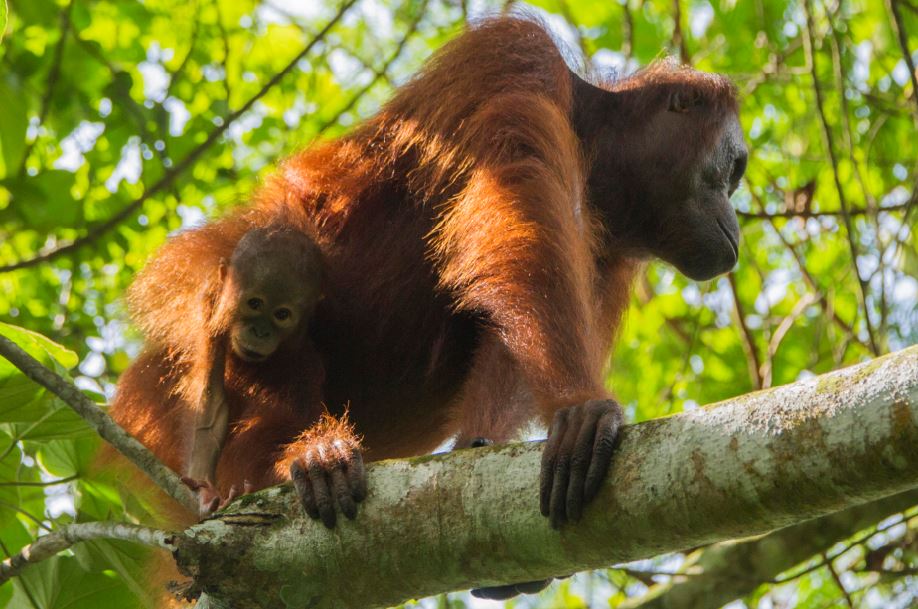 Dapat di jumpai hampir di setiap sungai besar di Taman Nasional Kutai.