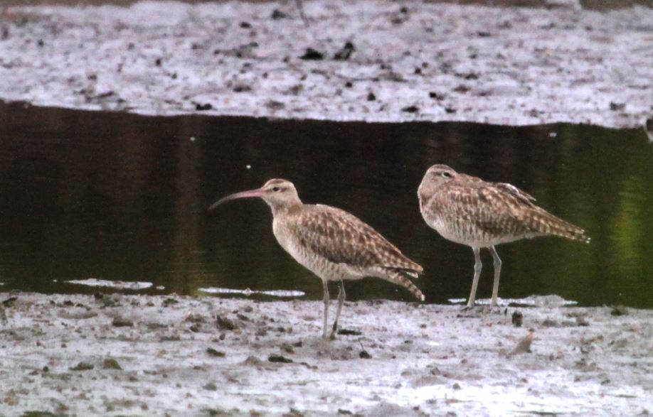 Burung ini merupakan jenis burung pemakan cacing, moluska, krustasea, hewan laut lain yang memiliki habitat di gosong lumpur, muara pasang surut, jarang jauh dari laut.Sering sendirian, kadang berkelompok kecil, kadang berbaur dengan Gajahan lain.

Ciri-ciri Gajahan besar memiliki tunggir dan punggung bawah yang berwarna putih. Selain itu bagian bawah sayapnya juga mayoritas berwarna putih.
