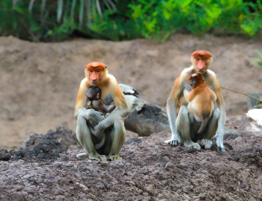 Bekantan di TNKutai dapat dijumpai beberapa temapat seperti: S. Sangatta, S. Pari, Muara S. Kandolo, S. Kanduung, Muara S. Salimpus, dan Sungai Teluk Pandan.