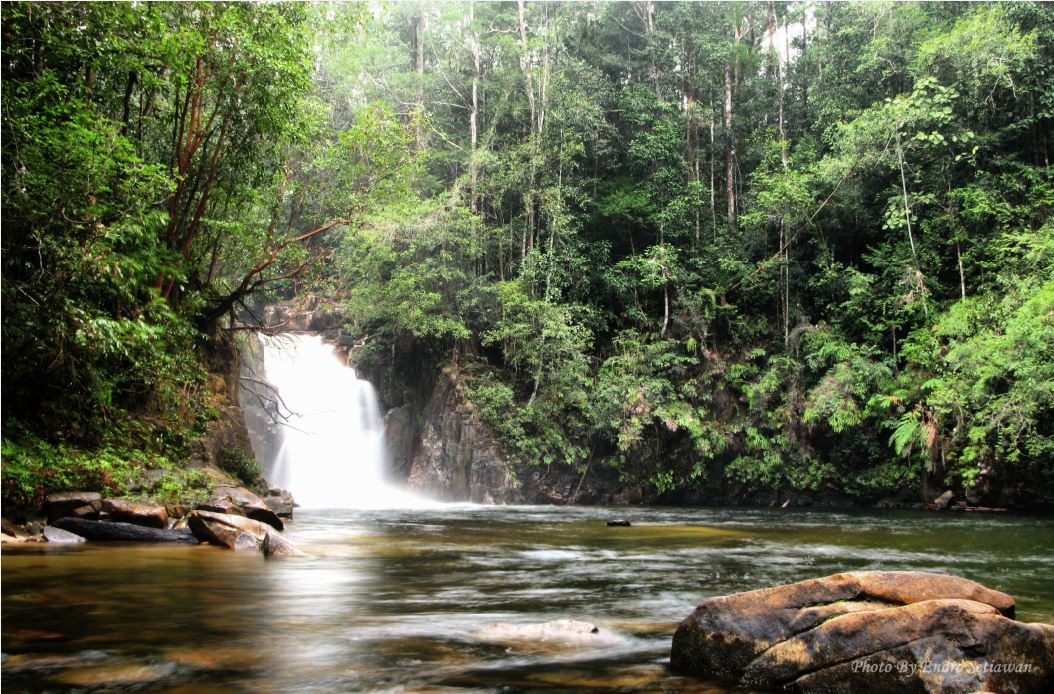 TN Gunung Palung