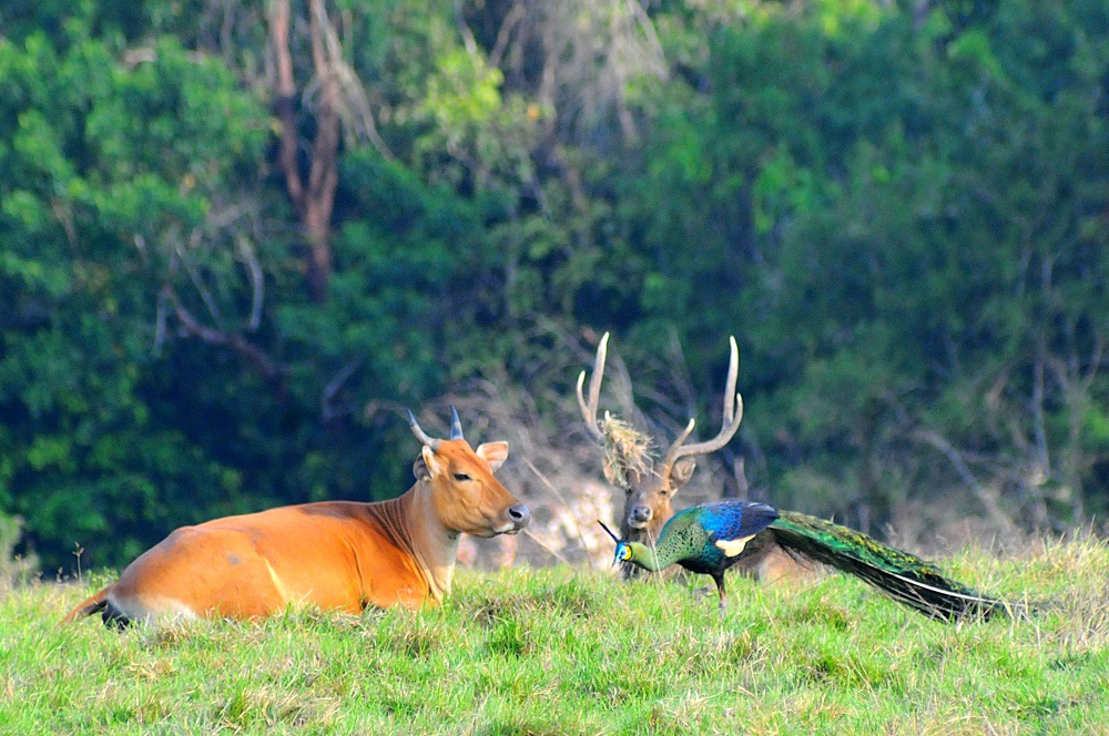 Feeding Ground Sadengan merupakan salah satu lokasi pengamatan satwa favorit di TN Alas Purwo. Di sini kita dapat menyaksinya keharmonisan satwa-satwa yang ada seperti Banteng Jawa, Rusa Jawa dan Merak Hijau.