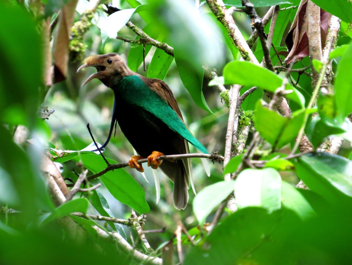 Burung Endemik Maluku Utara dan satu Famili dengan burung Cenderawasih dari Papua merupakan ikon Maluku Utara dan Loo Taman Nasional Aketajawe Lolobata. Masih memiliki misteri keberadaan sarang yang belum ditemukan. Dapat dijumpai pada pukul 05:00 - 09:00 dan pukul 17:00 - 18:00 di lokasi pengamatan Burung Bidadari (display).