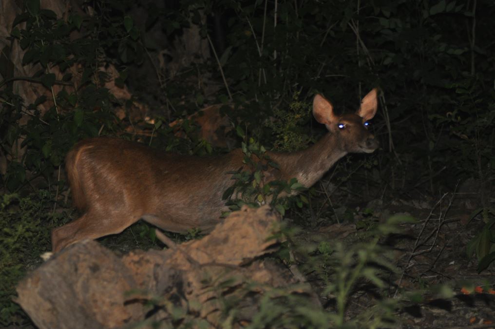 Dokumentasi kegiatan inventarisasi rusa jawa, aktivitas rusa sedang menyususi anaknya, merasa terusik segera pindah. Habitat rusa jawa hutan hujan tropis, keluar hutan diperkirakan mencari air asin (mengasin) dan makanan.
