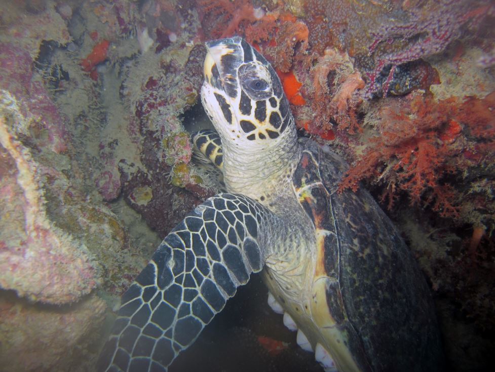Merupakan satwa prioritas di Taman Nasinal karimunjawa, dijumpai diperairan Taka Menyawakan pada kedalaman kurang lebih 10 meter.