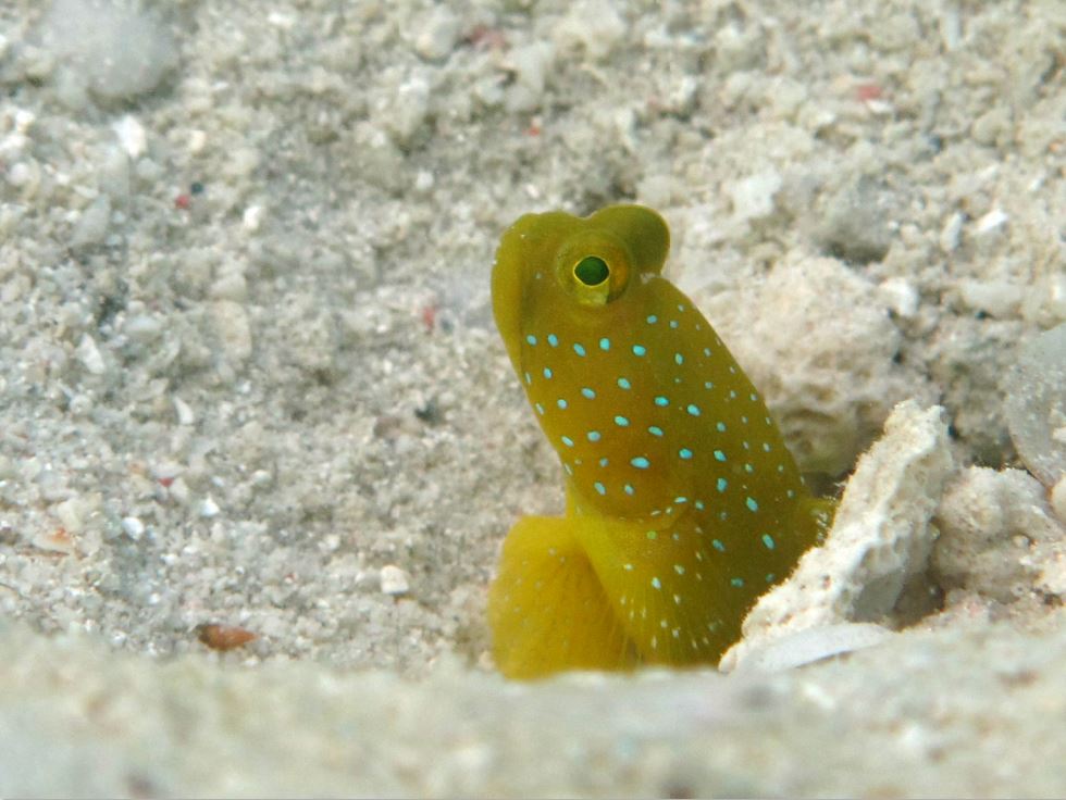 termasuk dalam famili Gobiidae, yang merupakan salah satu keluarga terbesar jenis ikan. habitatnya didaerah laut dangkat, daerah pasang surut, terumbu karang dan padang lamun.