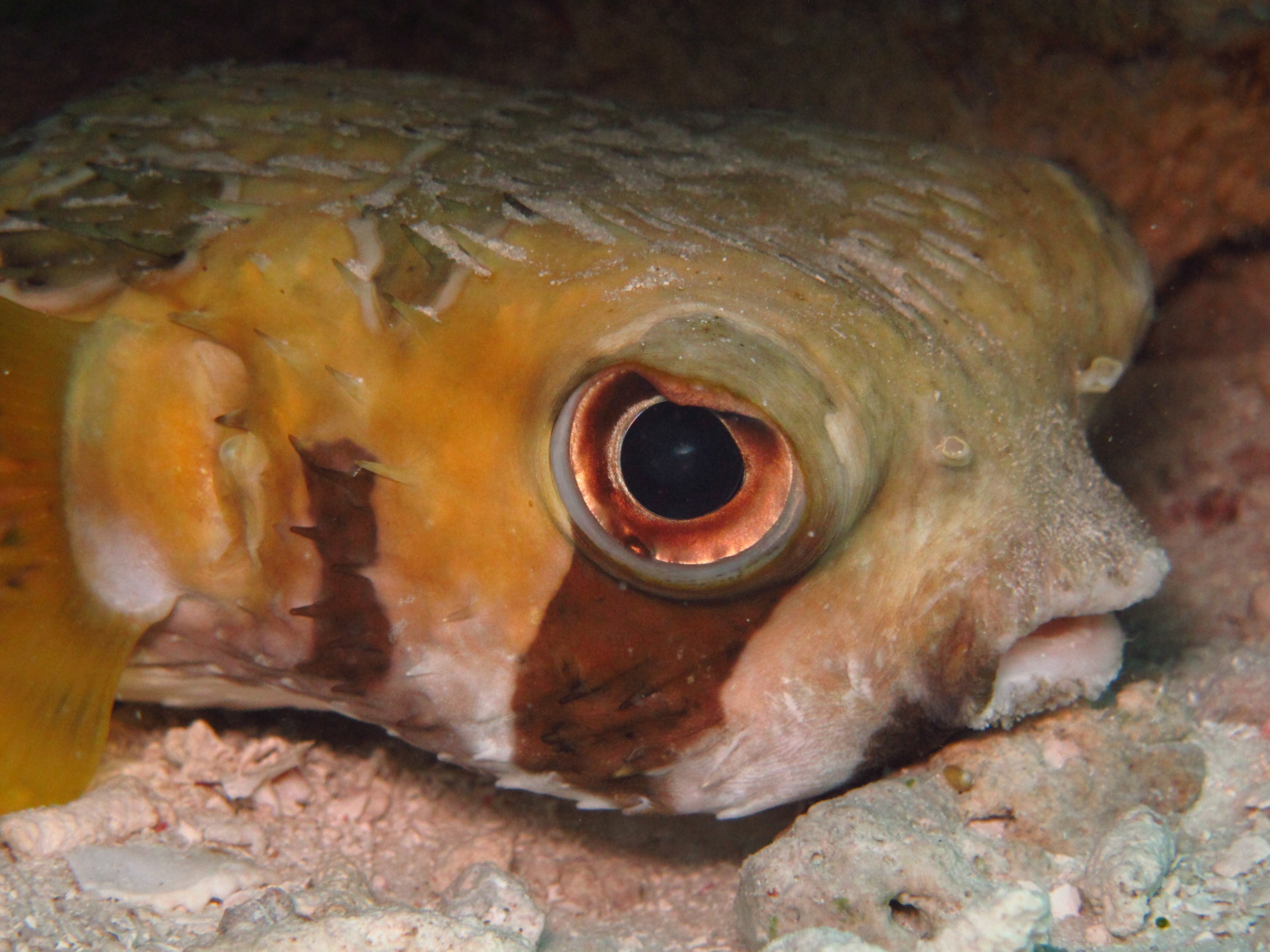 Ikan Buntal