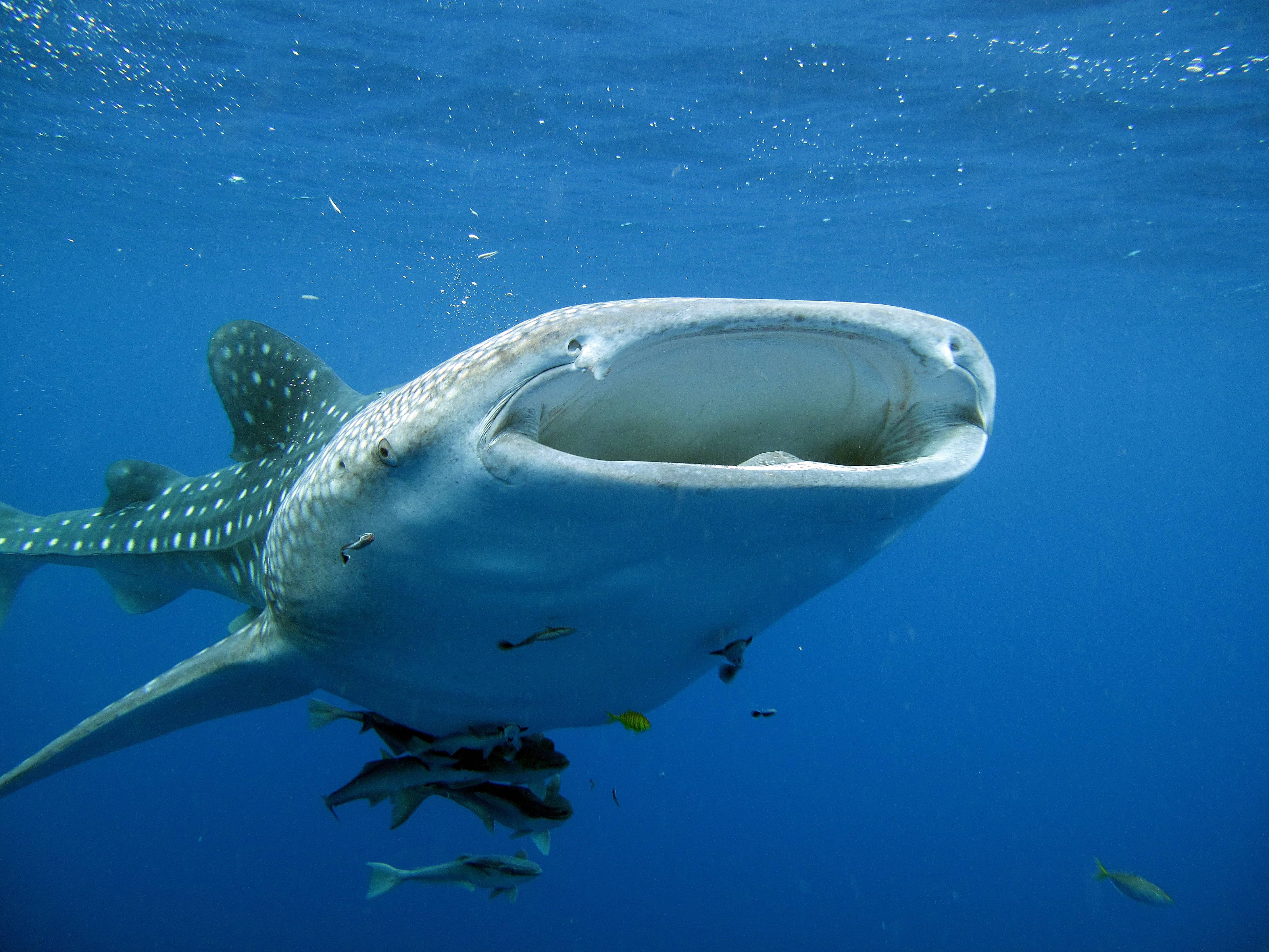 Hiu paus adalah ikan terbesar dan masuk dalam kelompok hiu (Rhincodon typus). Namun, meski besar, per individu dikenal jinak kepada manusia dan hewan laut lainnya. Dia juga memiliki gigi yang berukuran 6mm saja dan tidak setajam hewan laut kelompok hiu lainnya
