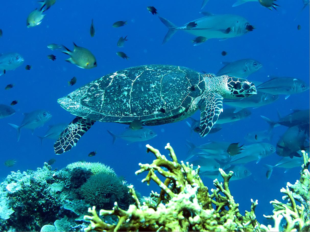 Eretmochelys imbricate