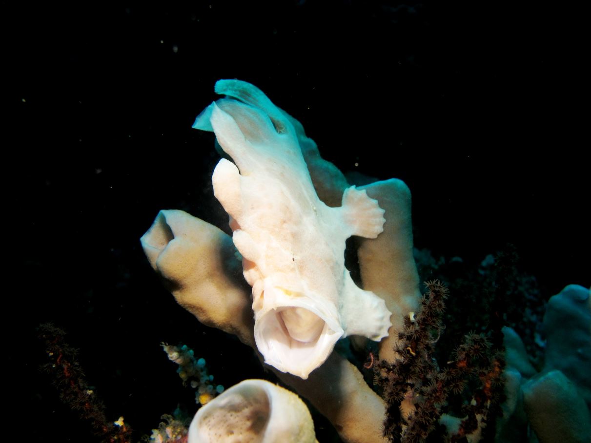 TN Bunaken