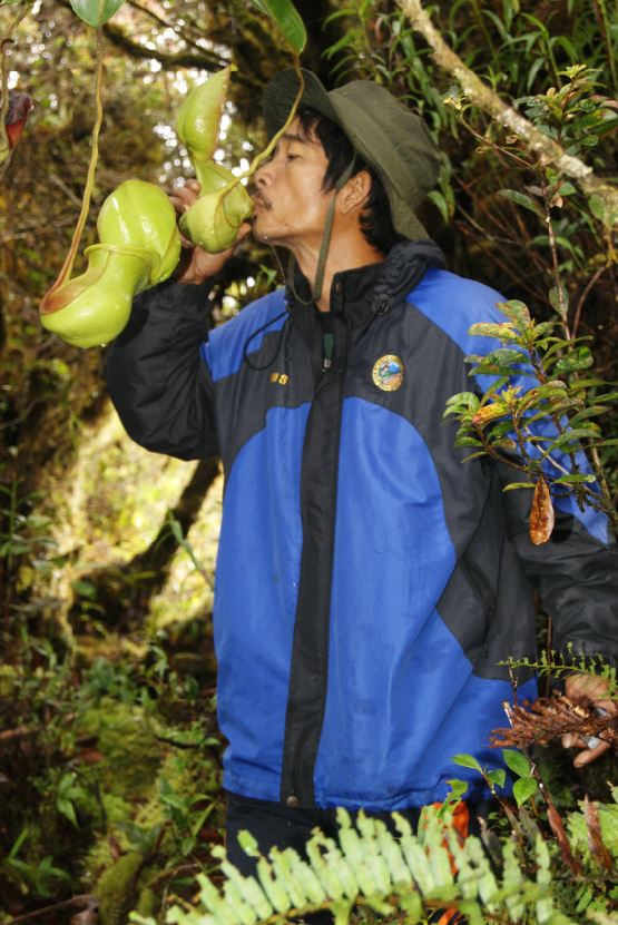 Nepenthes termasuk salah satu spesies langka dan beberapa di antaranya (Non hibrida) bahkan hampir punah. sehingga tumbuhan ini dilindungi oleh UU nomor 5 tahun 1990 tentang Konservasi Sumber Daya alam dan ekosistemnya, PP No. 7 Tahun 1999 tentang Pengawetan Jenis Tumbuhan dan Satwa. Convention of International Trade in Endangered Species (CITES) mengkategorikan Nepenthes dalam Appendix 1 (2 spesies) dan Appendix 2. Nepenthes ini ditemukan di atas ketinggian 2.200 m dpl sepanjang jalur menuju Puncak Bukit Raya.