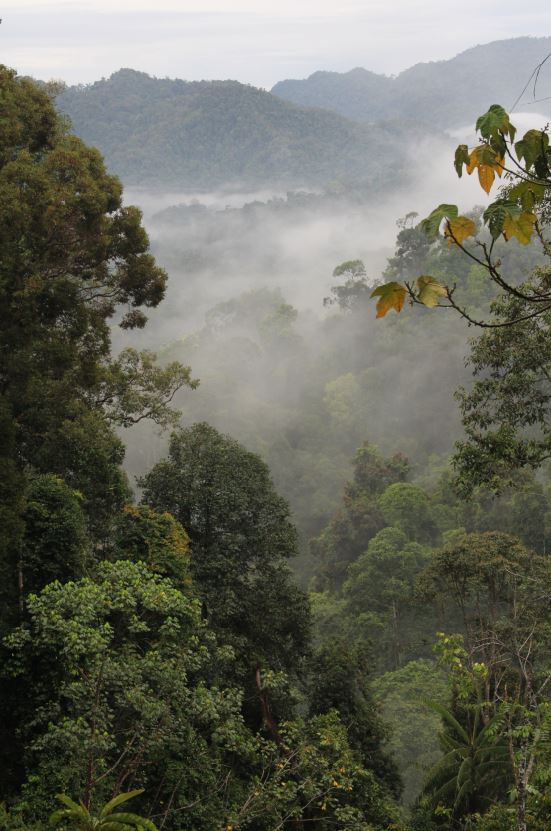 Taman Nasional Bukit Tigapuluh merupakan perwakilan ekosistem Hutan Tropis dataran rendah Sumatera yang unik. Karena hamparan perbukitan dengan ketinggian 60 sd 843 M DPL  ini terpisah dari rangkaian pegunungan Bukit Barisan. Terdapat Tidak kurang 1500 jenis flora di dalamnya yang sebagianberupa jenis jenis komersilpenghasil  kayu, kulit, getah dan buah, pangan dan obat obatan.