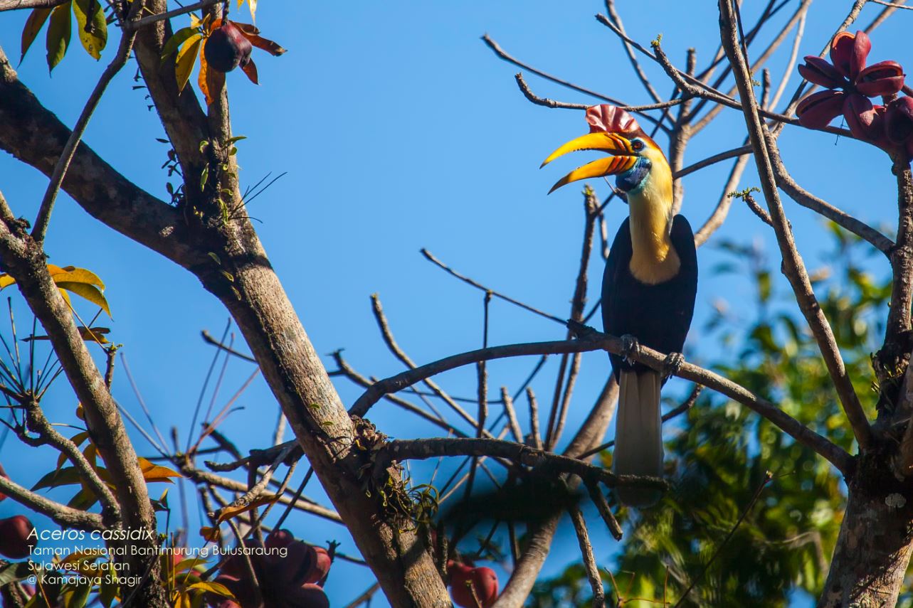 Rangkong Sulawesi atau Julang Sulawesi Ekor Hitam (Rhyticeros Cassidix).  Rangkong  ini merupakan satwa endemik pulau Sulawesi dan sekaligus menjadi fauna identitas Sulawesi Selatan). Satwa yang nama ilmiahnya bersinonim dengan Aceros cassidix ini oleh masyarakat setempat disebut juga sebagai Burung Alo. Taman Nasional Bantimurung Bulusaraung merupakan salah satu kawasan konservasi yang menjadi habitat bagi keberadaan rangkong Sulawesi. Burung ini tersebar pada hutan karst, hutan dataran rendah, hutan pegunungan bawah di kawasan konservasi ini.  Karakteristik  sarang Burung Rangkong   yang teramati di Kawasan TN Bantimurung Bulusaraung adalah di lubang/celah pada tebing karst dan singkapan batu.
