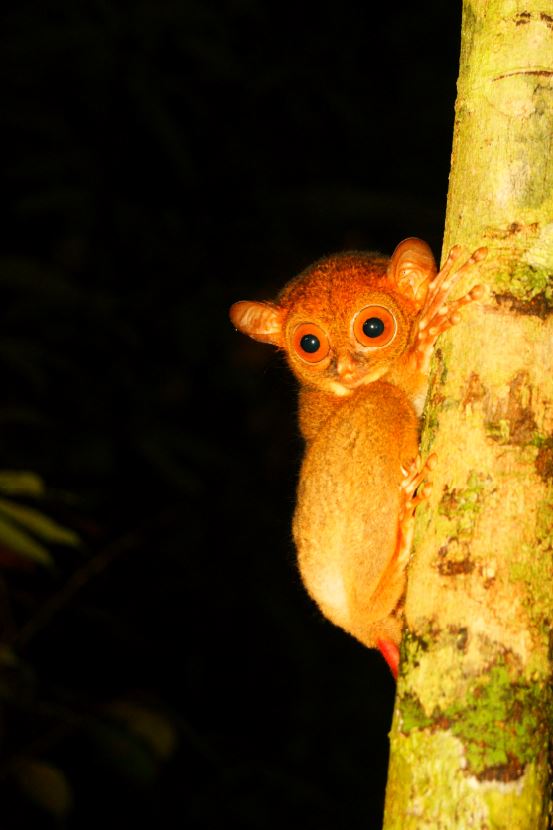 Tarsius adalah mamalia kecil yang memiliki mata yang besar. Satwa ini aktif di malam hari (nokturnal). ada beberapa jenis Tarsius, salahs atunya adalah Tarsius bancanus borneanus. Spesies ini terdaftar dalam Appendix II CITES. Tarsius bancanus borneanus ditemukan di Resort Meroboi di dalam kawasan Taman ansional Bukit Baka Bukit Raya.