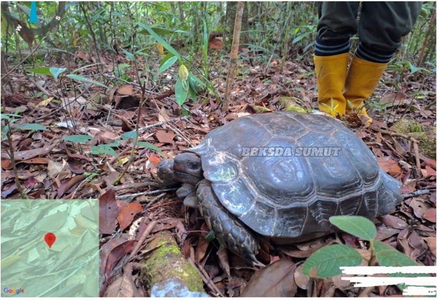 Laksanakan Patroli, Tim Temukan Kekayaan Hayati Cagar Alam Dolok Sipirok