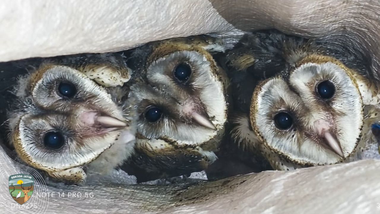 Penemuan Tiga Serak Jawa di Plafon Rumah di Mojokerto