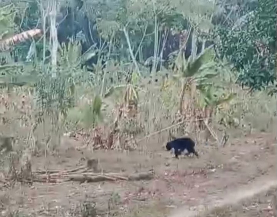 Beruang Muncul, Warga Resah