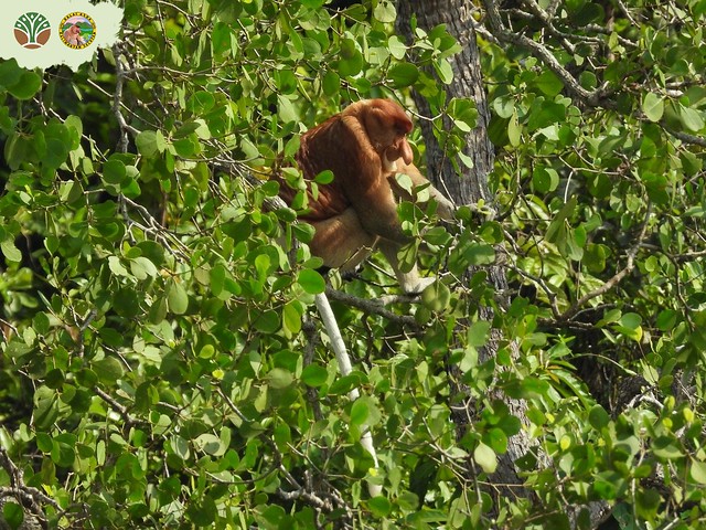 Survei dan Inventarisasi Potensi Kehati Spesies Bekantan di TWA Pulau Burung dan Pulau Suwangi