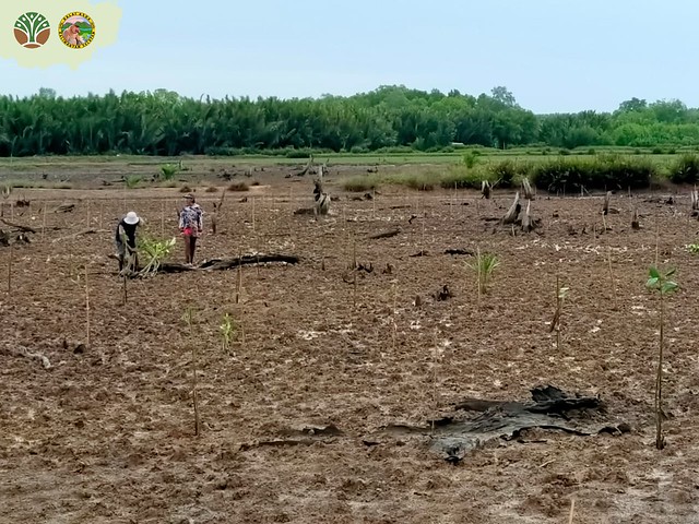 Pulihkan Ekosistem, BKSDA Kalsel dan PT Arutmin Laksanakan Penanaman Mangrove