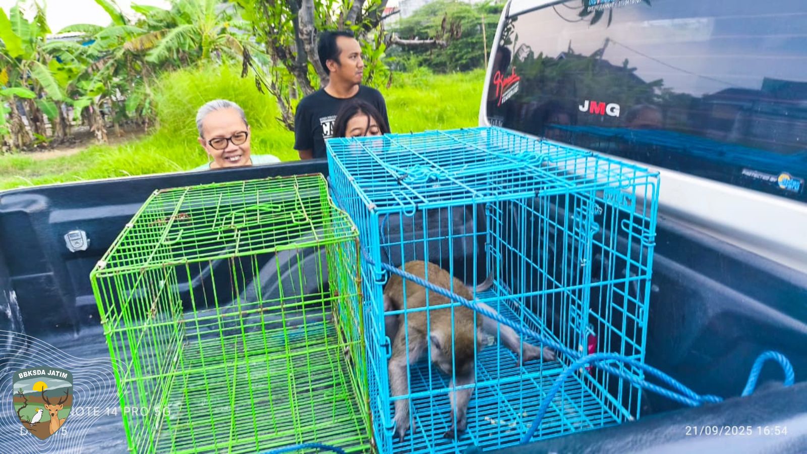 Monyet Liar Masuk Perumahan, Tim BBKSDA Jatim Bergerak Cepat Menenangkan Warga