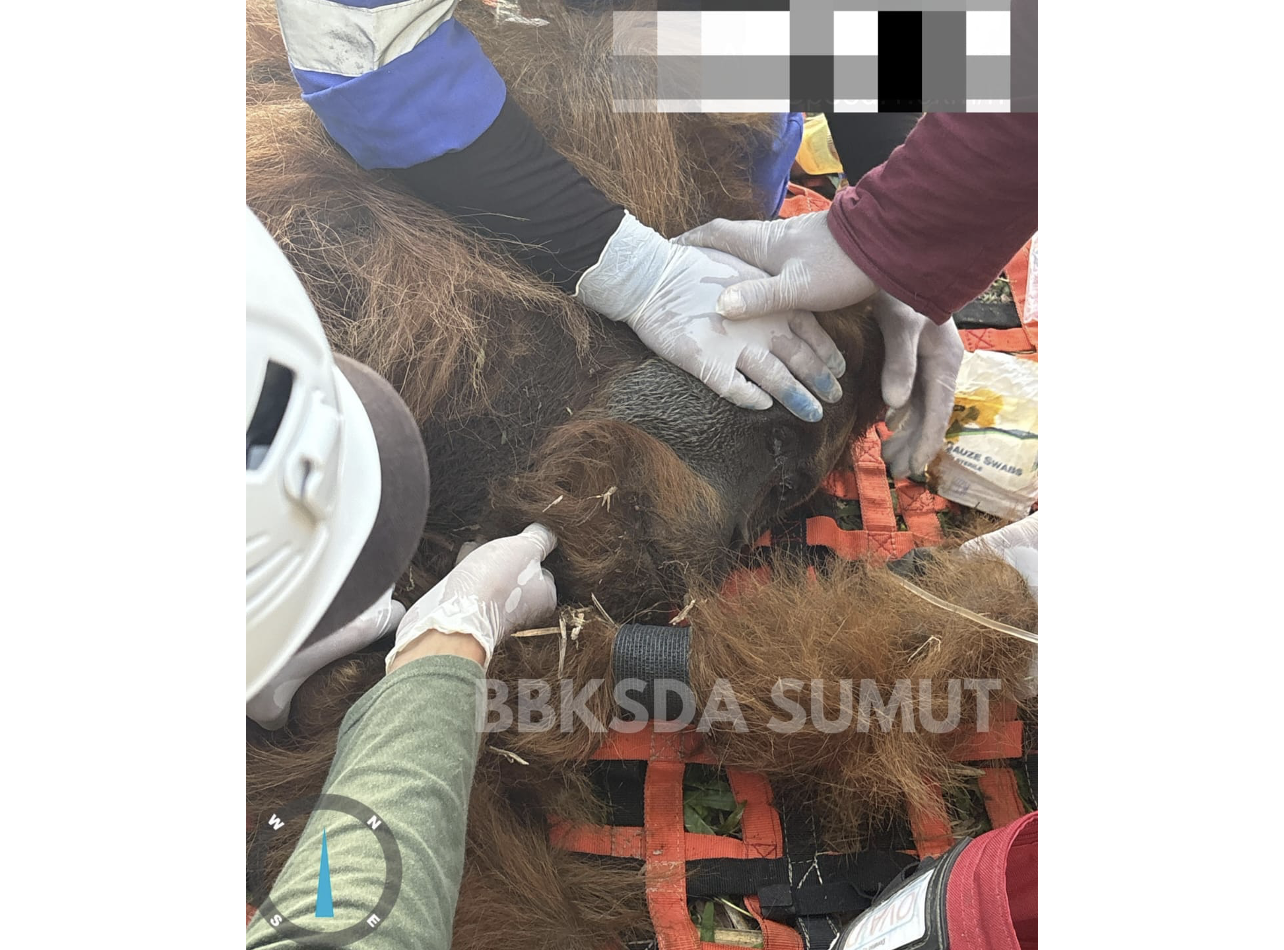 Upaya Kolaboratif Penyelamatan Orangutan Tapanuli oleh BBKSDA Sumut dan Mitra di Arse
