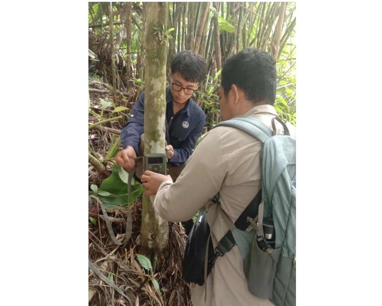 BBKSDA Sumatera Utara Gerak Cepat Tanggapi Laporan Keberadaan Harimau Sumatera di Deli Serdang