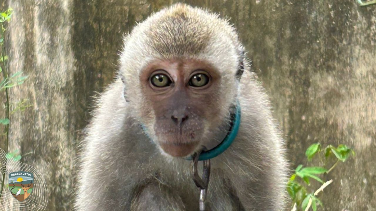 Dua Ekor Monyet dan Luka dari Sukowono, Mengajarkan
