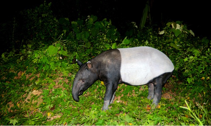 Jejak Misterius di Desa Anggoli Ternyata Tapir, Bukan Harimau