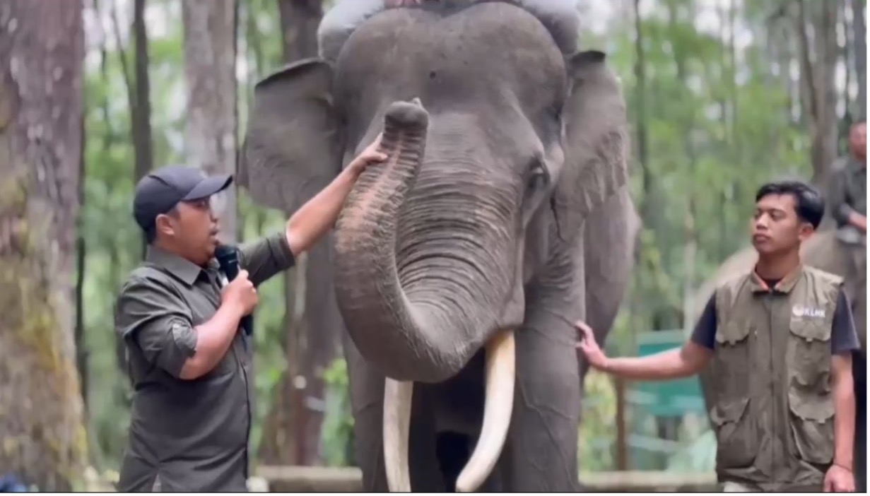 Mengenal Gajah Sumatera Lebih Dekat, Ratusan Siswa Kunjungi ANECC