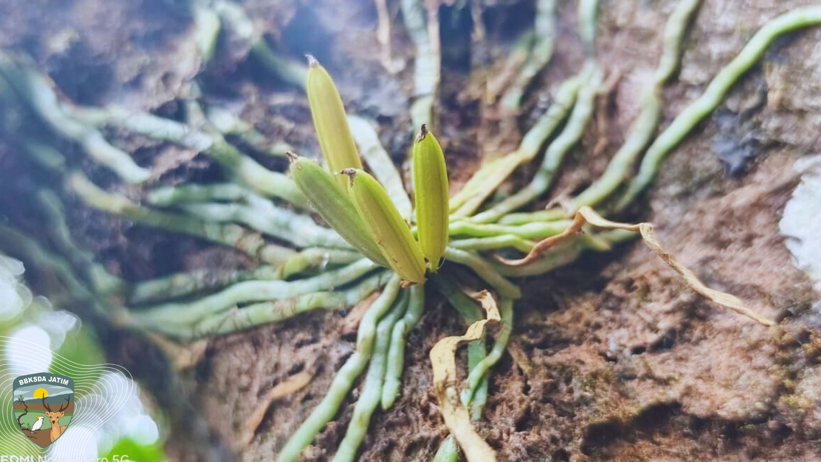 Bertemu Jejak “Hantu” di Tepi Danau Kastoba Bawean