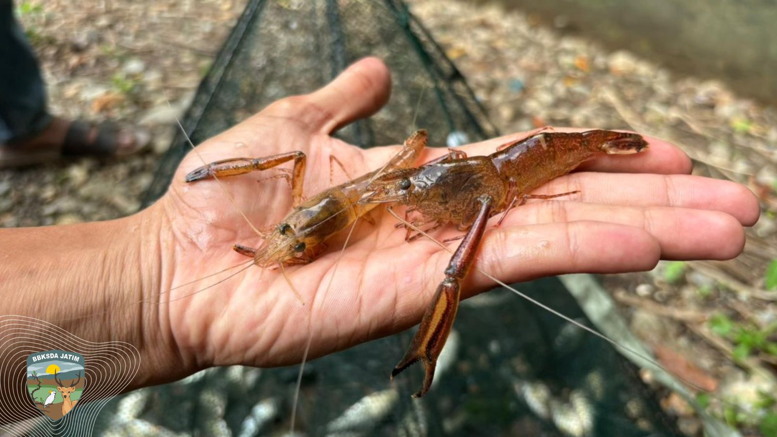 Dari Dasar Danau Purba hingga Sungai di Ujung Pulau, Jejak Krustasea Endemik Bawean Terungkap
