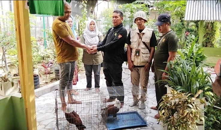 BBKSDA Sumatera Utara Evakuasi Tiga Ekor Elang Dilindungi di Kabupaten Labuhanbatu Selatan