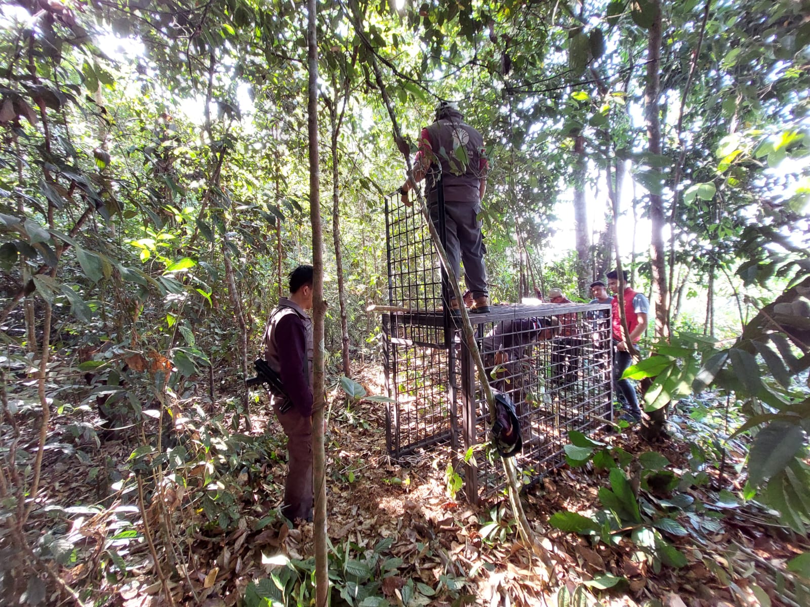 BKSDA Jambi Lakukan Penanganan Cepat Kasus Serangan Beruang Madu di Kecamatan Mestong