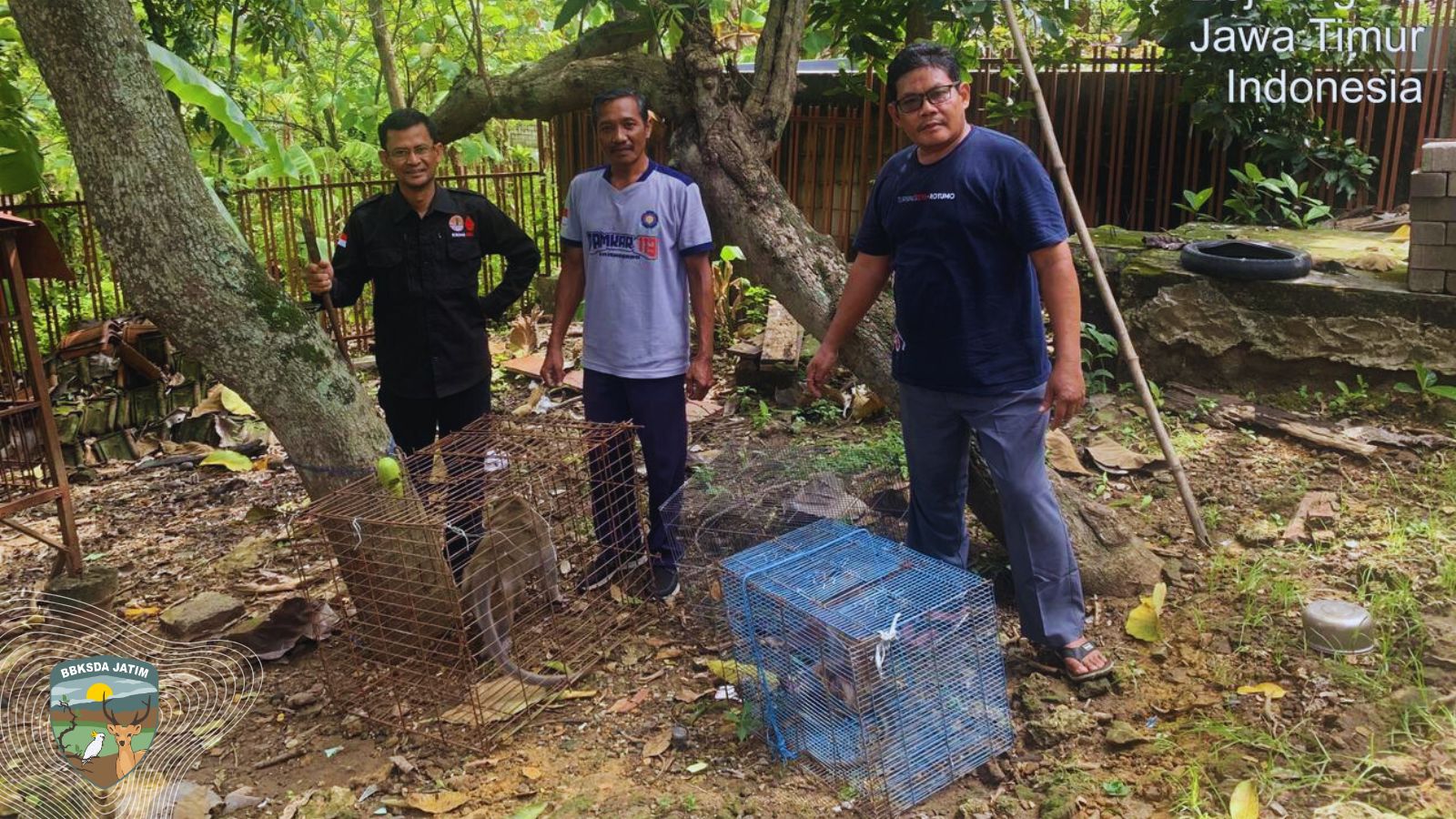 Dua Ekor Monyet Panik di Tengah Pemukiman! Warga Bojonegoro Heboh, Tim Penyelamat Turun Tangan!