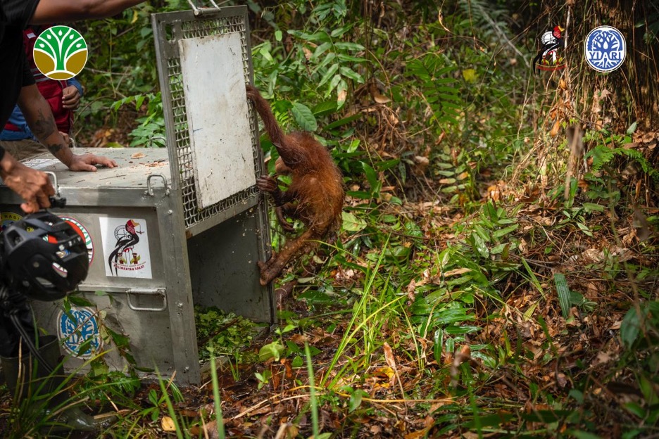Translokasi Induk - Anak Orangutan di Ketapang, Kolaborasi Perlindungan Satwa dan Masyarakat