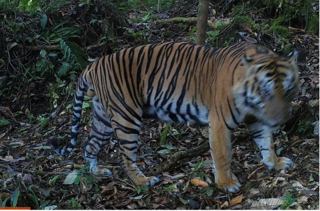 Camera Trap Balai TN Batang Gadis Berhasil Merekam 25 Jenis Satwa Liar