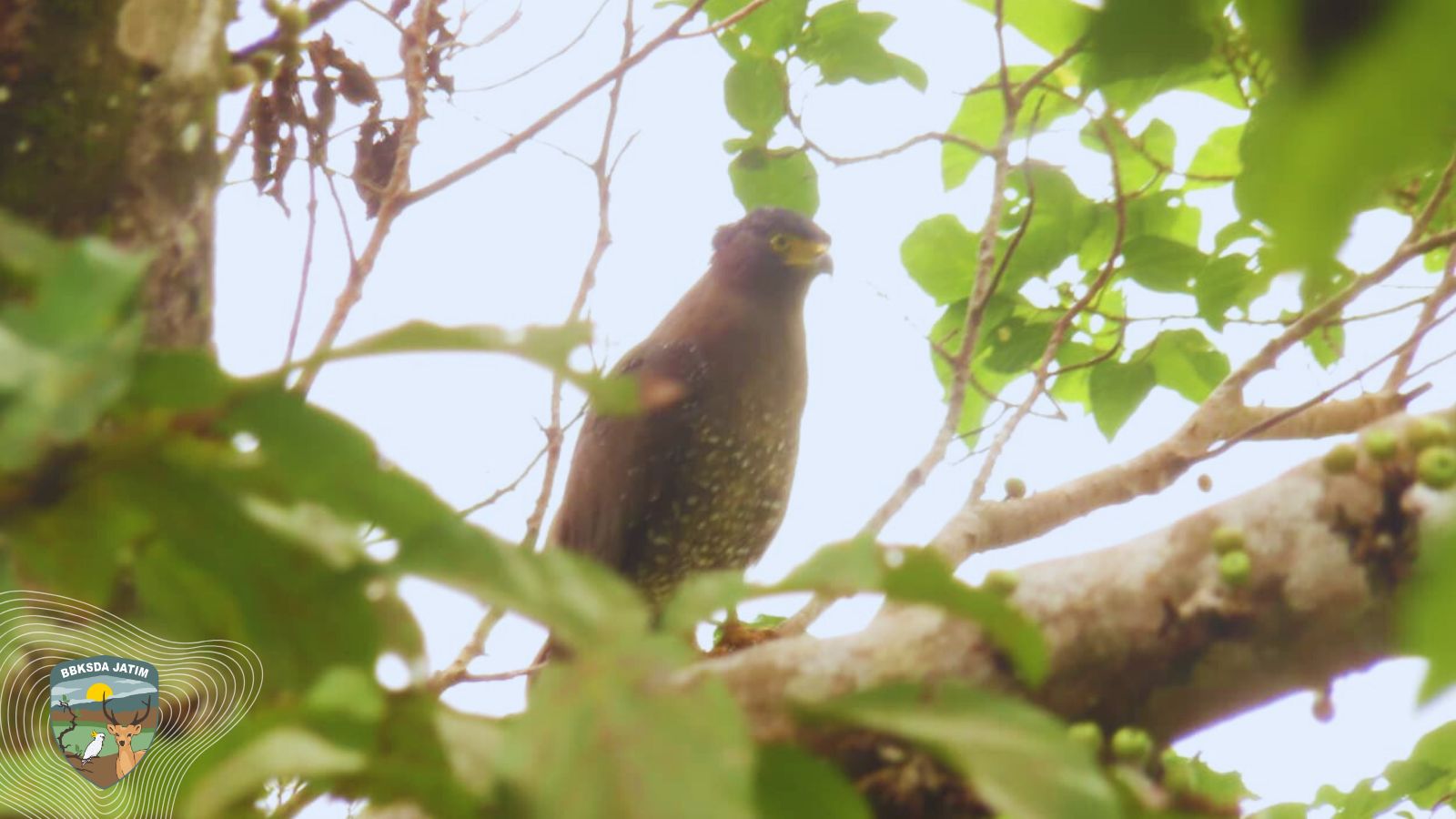 7 Individu Elang Ular Bawean Muncul Serentak di Gunung Besar, Pertanda Apa Ini? Inbox