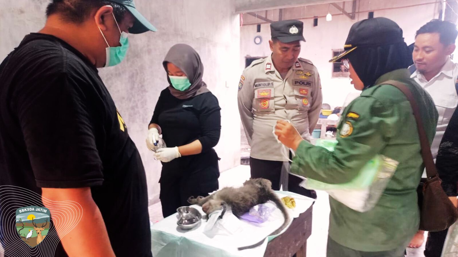 Konflik Monyet Ekor Panjang Mengguncang Jember, Tim Matawali BKKSDA Jatim Bergerak Cepat