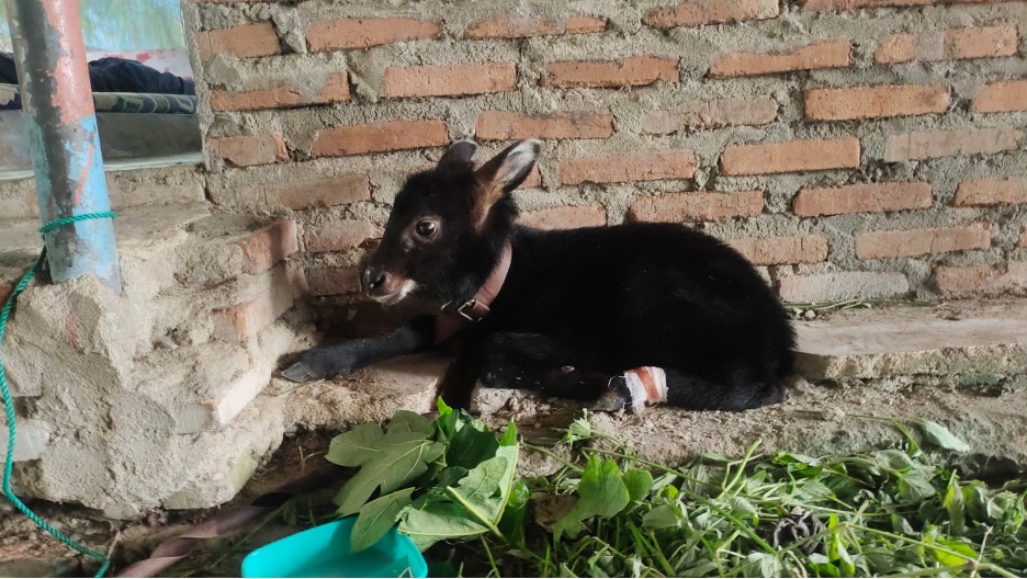 Warga Asahan Serahkan Kambing Hutan Sumatera Ke Balai Besar KSDA Sumatera Utara