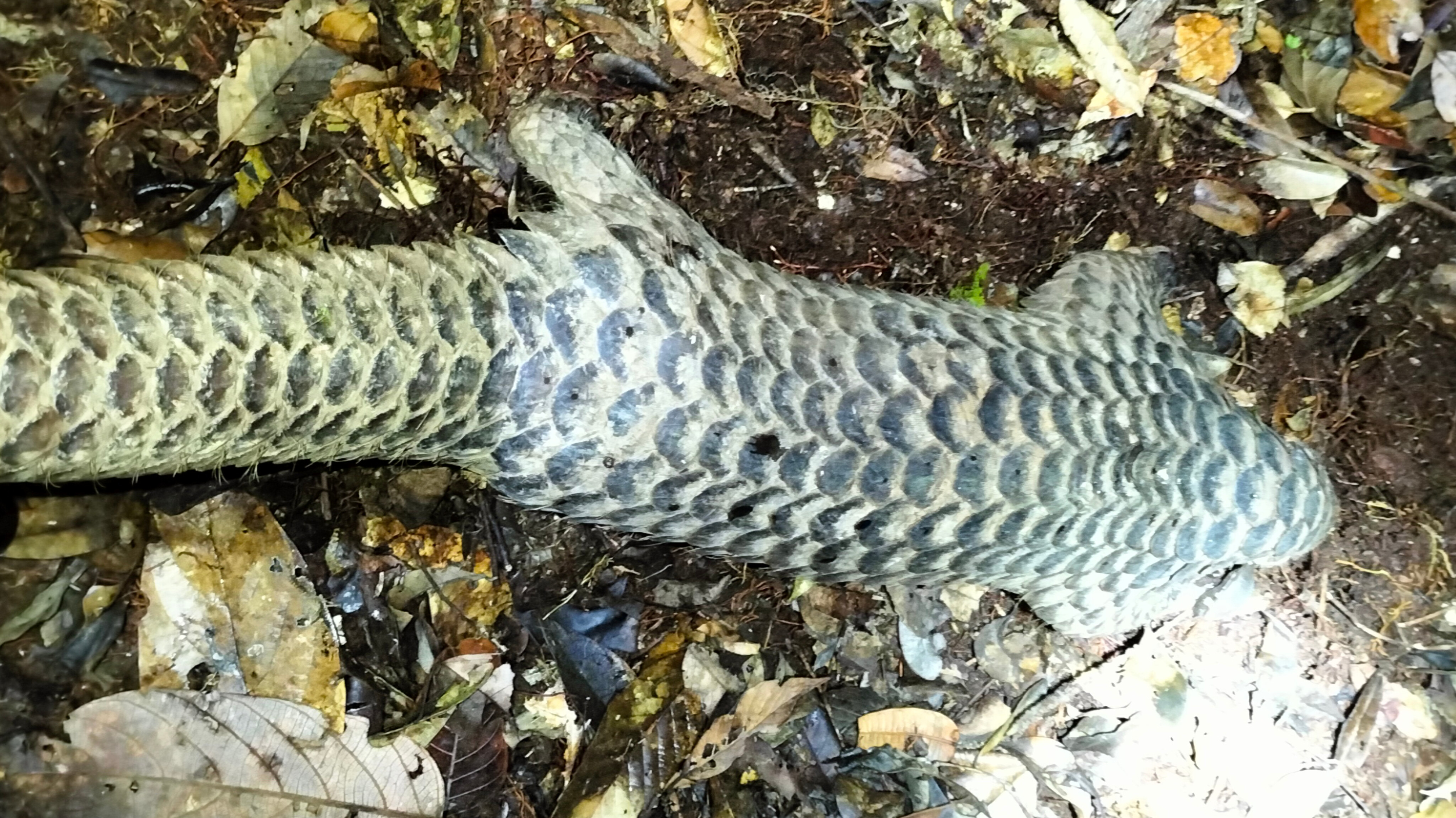 Tim Smart Patrol TN Kayan Mentarang Temukan Trenggiling Di Kawasan Perbatasan