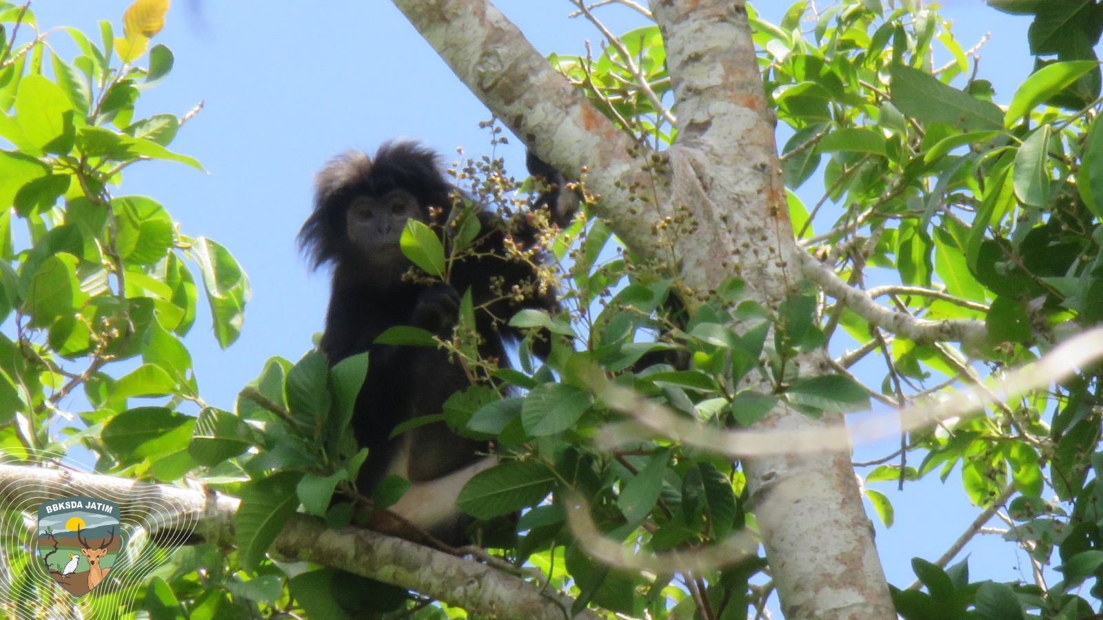 Lutung Jawa, Simpul Keanekaragaman Hayati Pulau Sempu