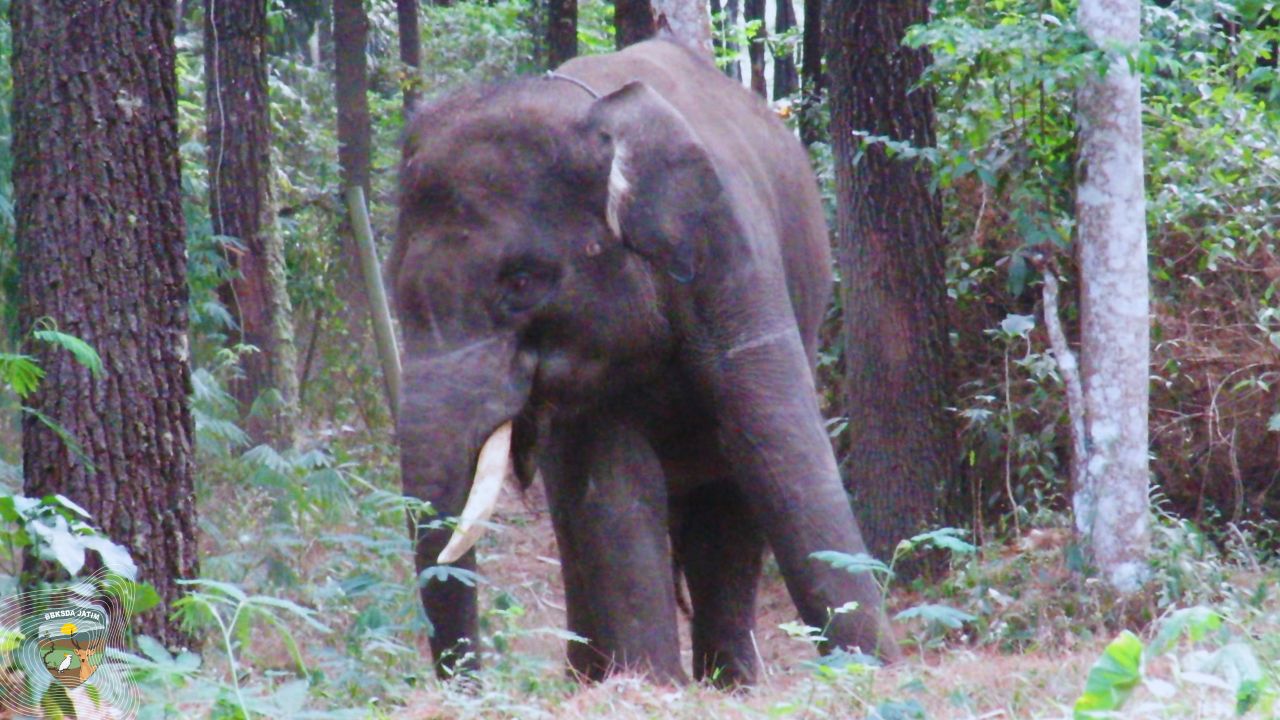 Menjaga Martabat Sang Penjaga Hutan, Peragaan Gajah Tunggang Resmi Dihentikan