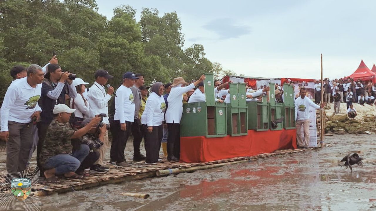 Festival Mangrove ke-9 Pacitan Lepasliarkan Harapan di Watu Mejo