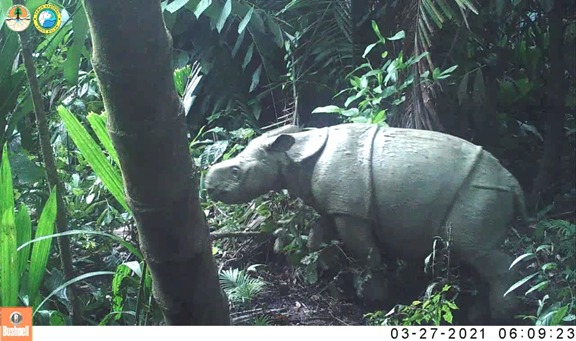 Populasi  Badak Jawa Di Taman Nasional Ujung Kulon Meningkat
