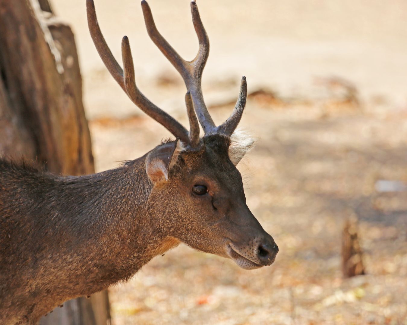 Rusa Timor (Timor deers) @BTN Komodo