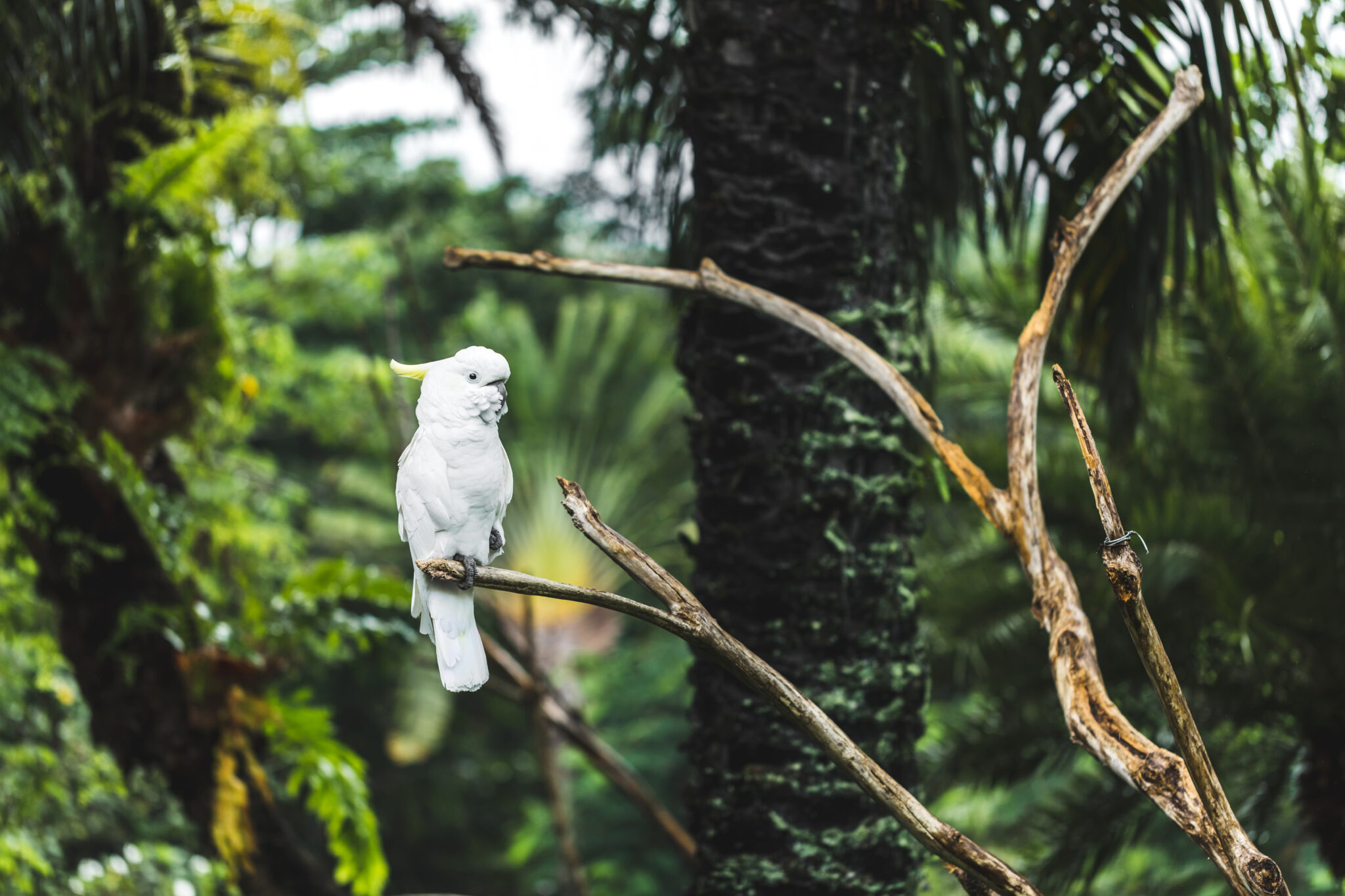 Kakatua Kecil Jambul (Kuning Cacatua sulphurea) @BTN Komodo