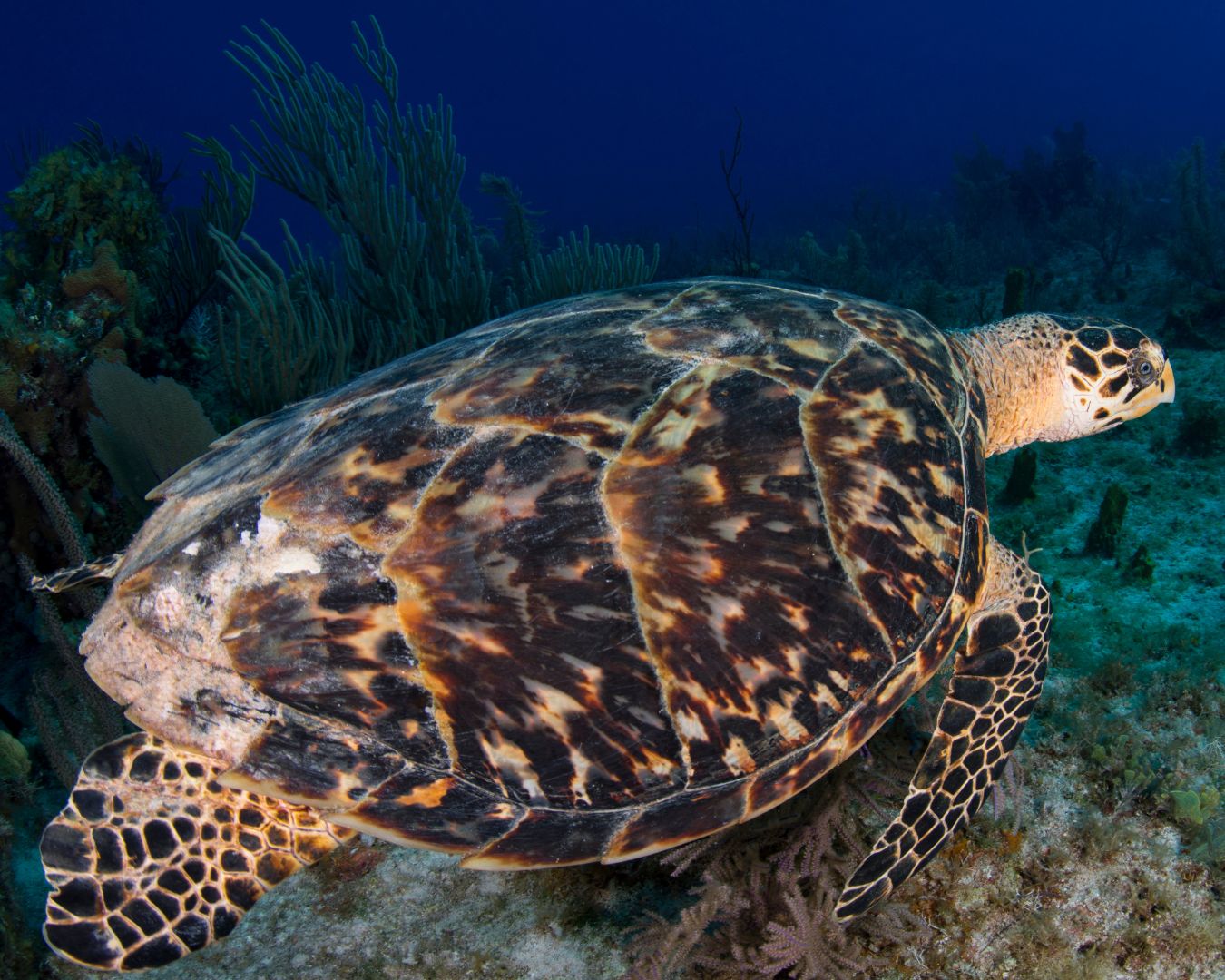 Penyu Sisik (Eretmochelys imbricata) @BTN Komodo