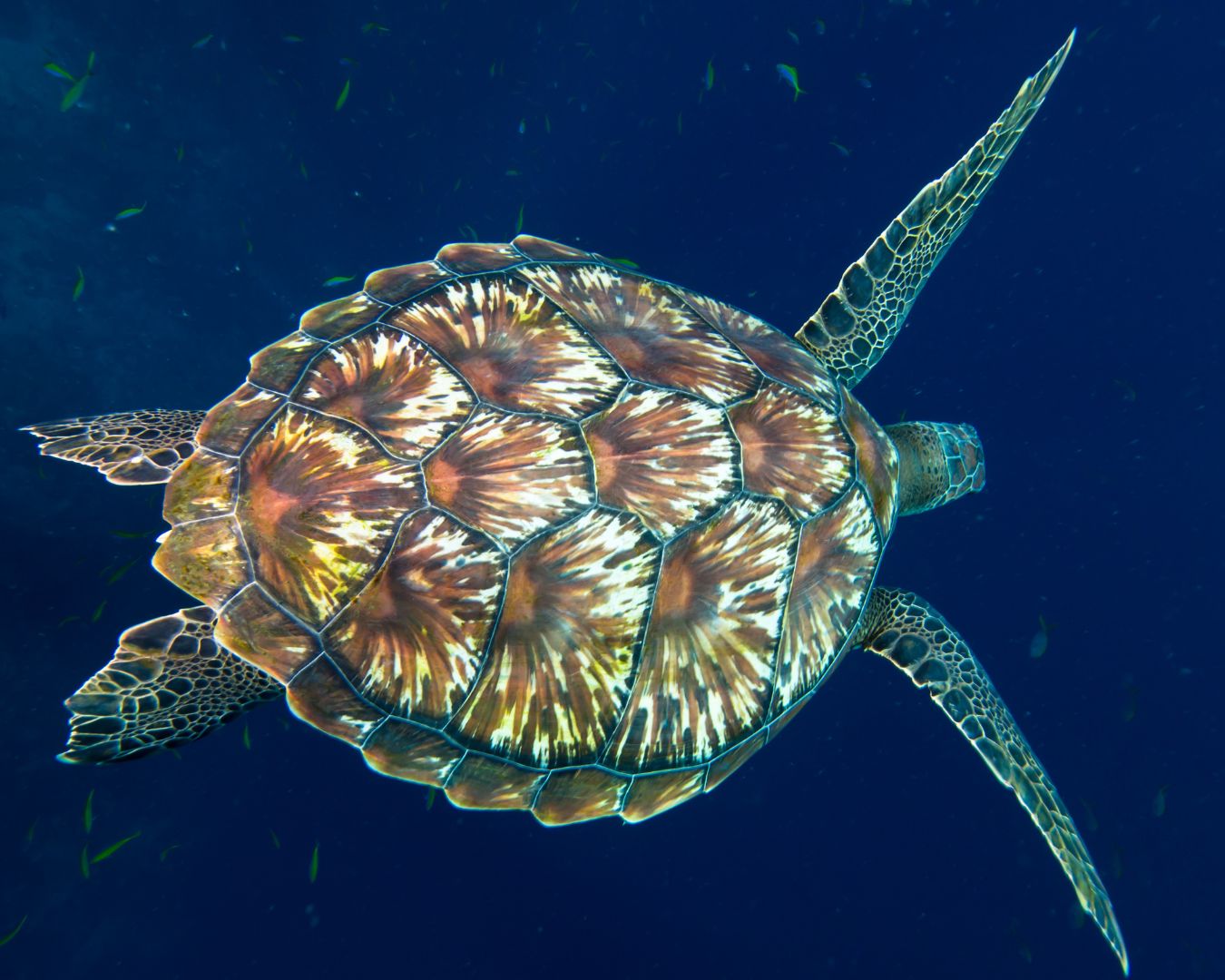 Penyu Hijau (Chelonia mydas) @BTN Komodo