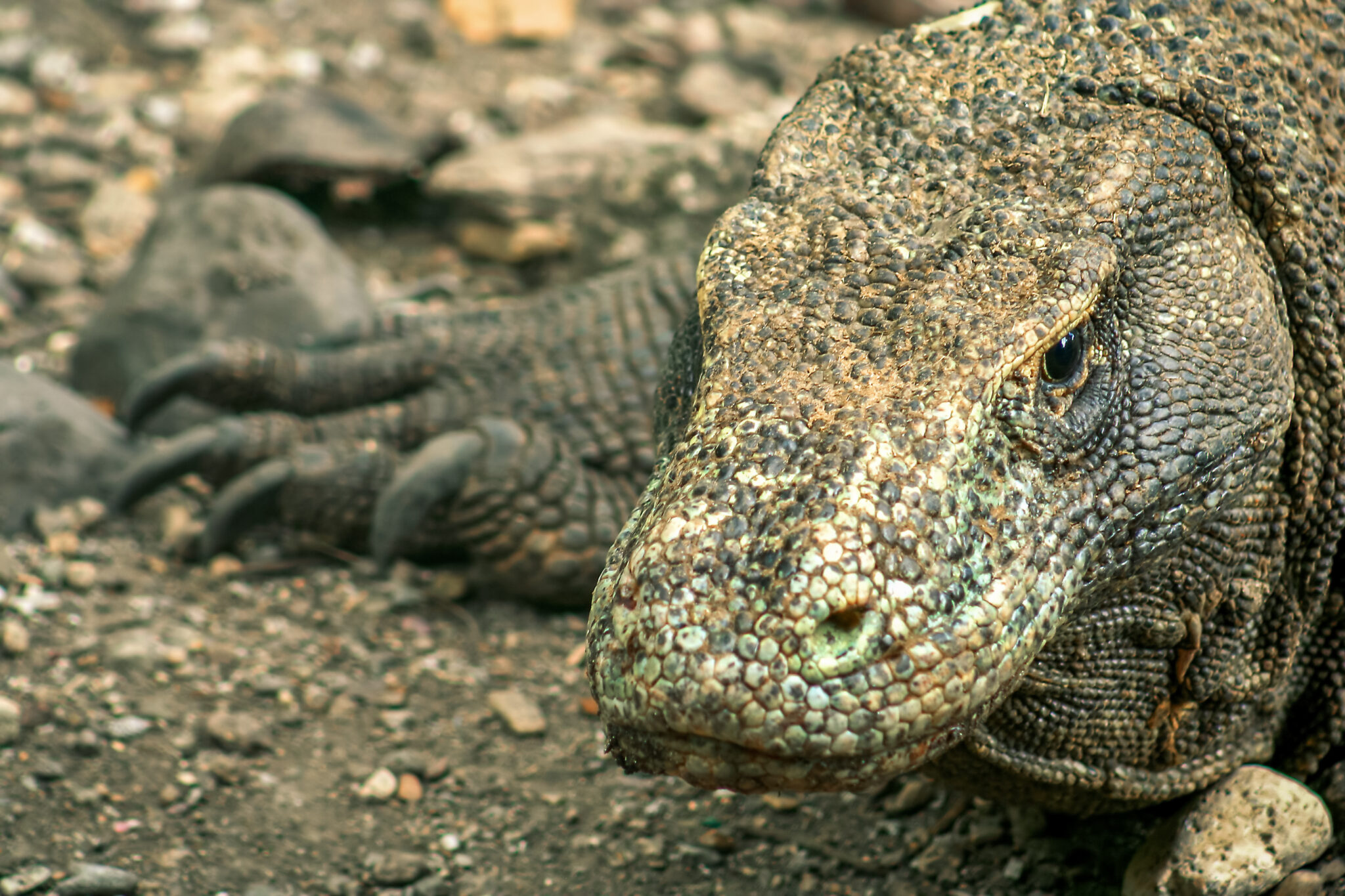 Biawak Komodo (Varanus komodoensis) @BTN Komodo