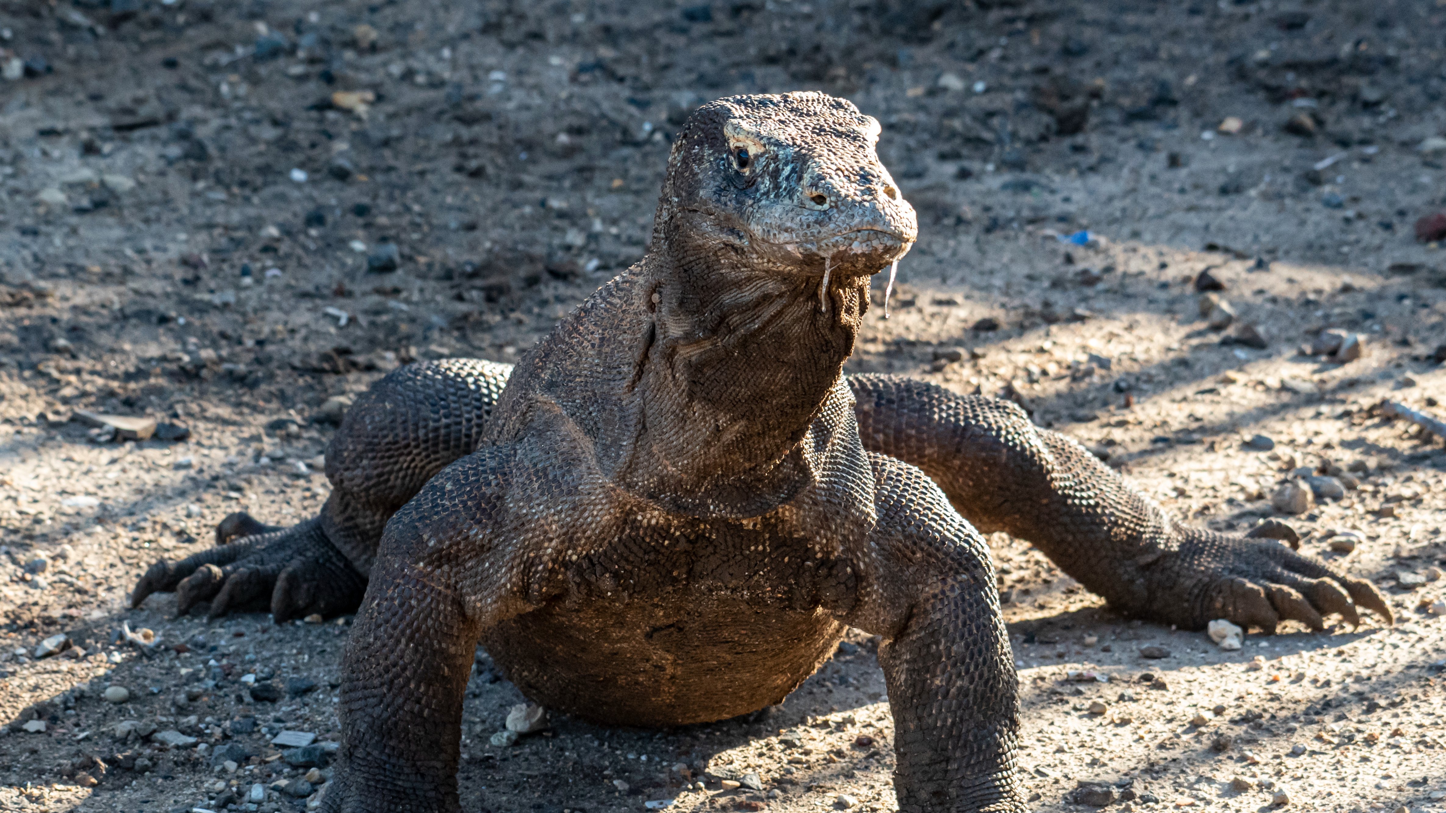 Komodo di Loh Buaya (Iskandar)