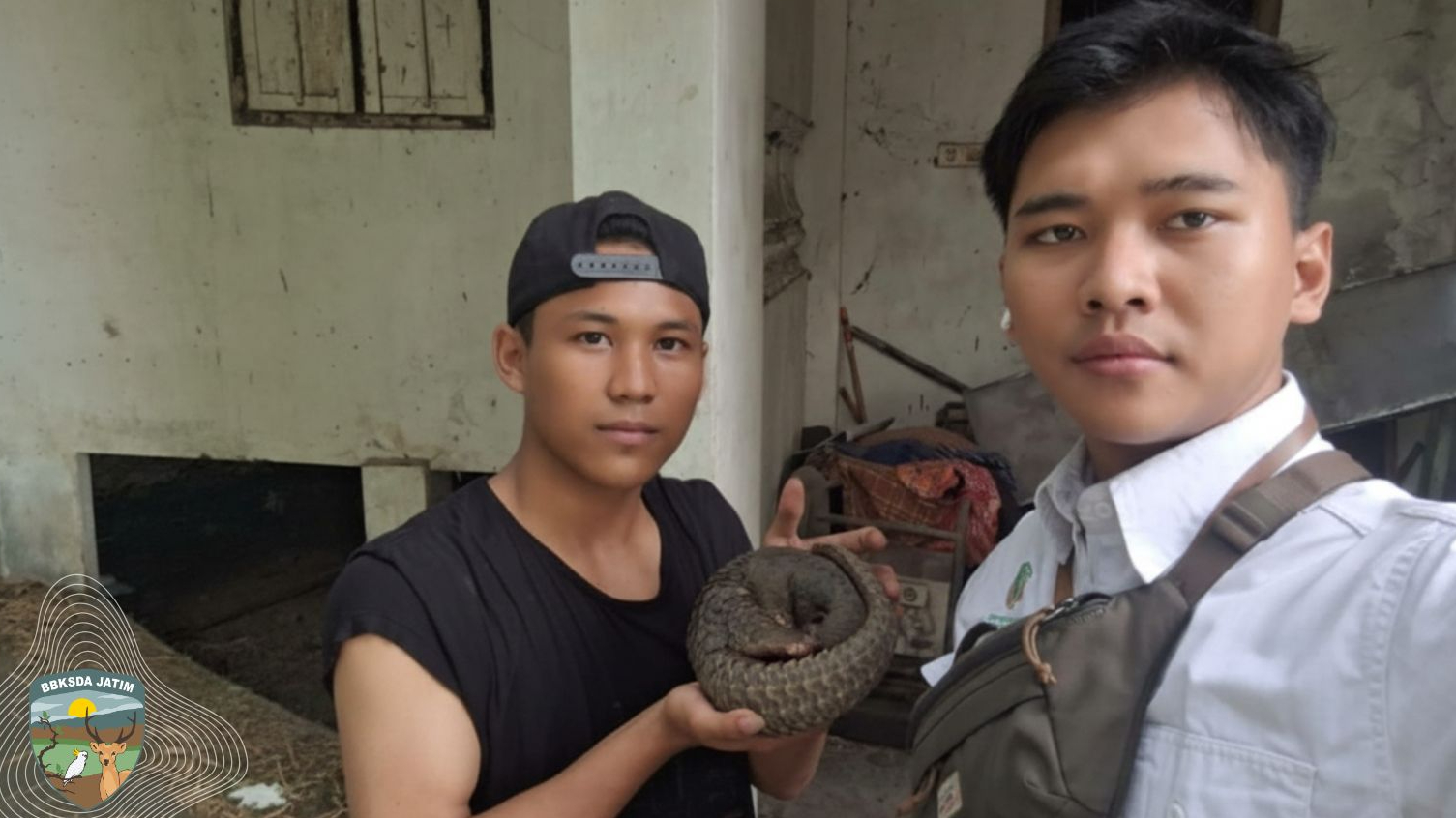 Banner Trenggiling Muncul Berulang, Apa yang Terjadi pada Lanskapnya?